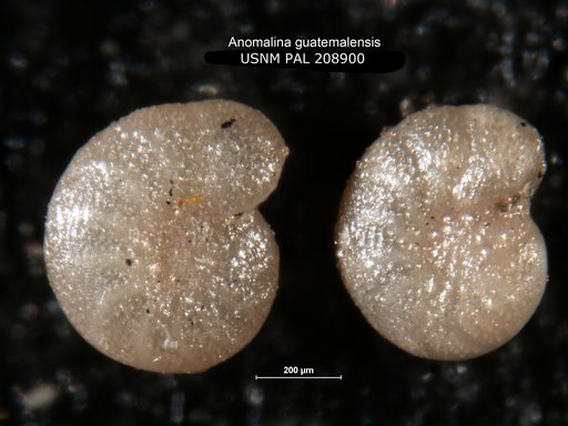 Anomalina guatemalensis Bermudez, 1963