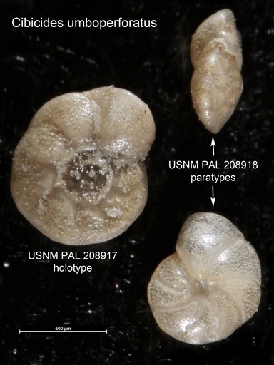 Cibicides umboperforatus Bermúdez, 1963