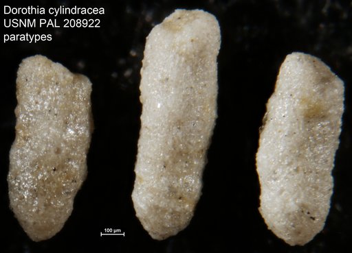 Dorothia cylindracea Bermúdez, 1963