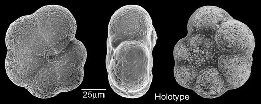 Globorotalia (Turborotalia) nkbrowni Brönnimann & Resig, 1971