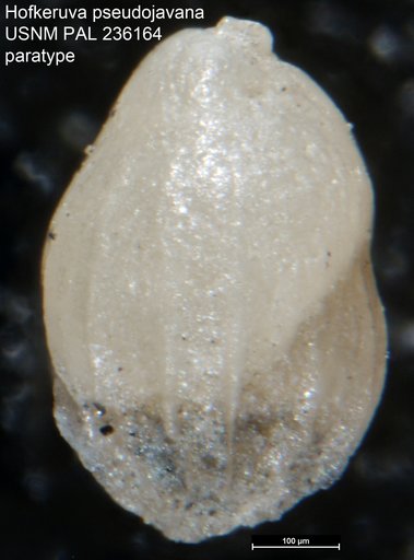 Hofkeruva pseudojavana Vella, 1961