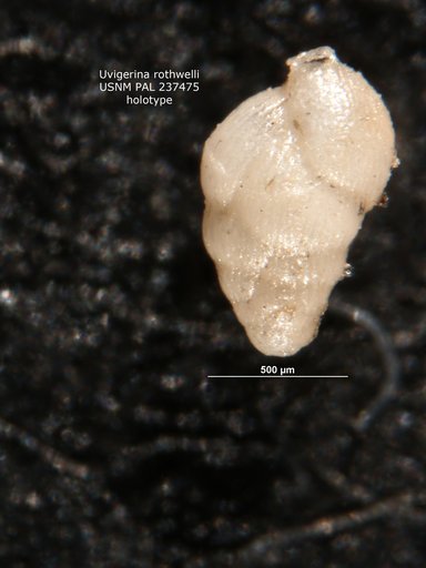 Uvigerina rothwelli Pierce, 1956
