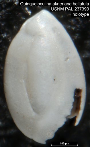 Quinqueloculina akneriana bellatula Bandy, 1846