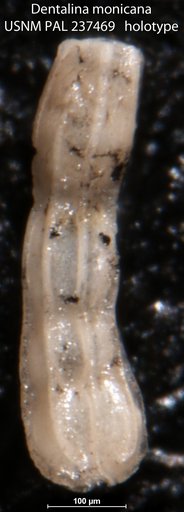 Dentalina monicana Pierce, 1956