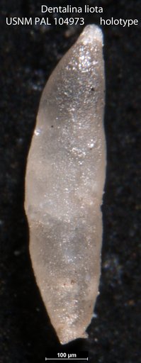 Dentalina liota Loeblich & Tappan, 1950