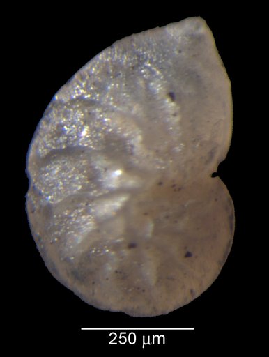 Lenticulina dilecta Loeblich & Tappan Loeblich, 1950