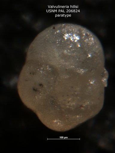 Valvulineria hillsi Haque, 1956