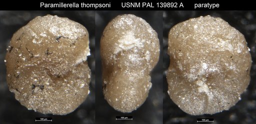 Paramillerella thompsoni Anisgard & Campau, 1963