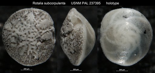 Rotalia subcorpulenta Bandy, 1950