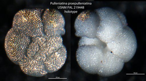 Pulleniatina praepulleniatina Brönnimann & Resig, 1971