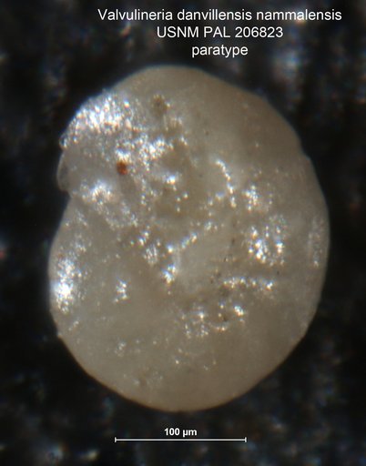Valvulineria danvillensis nammalensis Haque, 1956