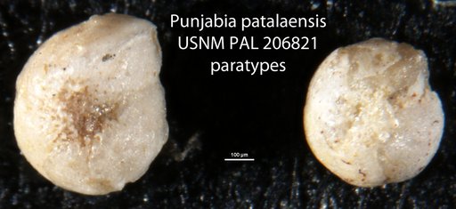 Punjabia patalaensis Haque, 1956