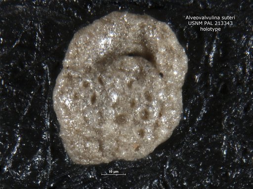 Alveovalvulina suteri Brönnimann, 1951