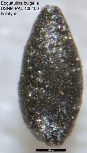 Eoguttulina bulgella Tappan, 1951