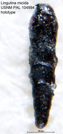 Lingulina micida Loeblich & Tappan, 1950