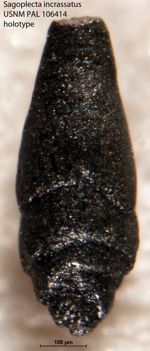 Sagoplecta incrassatus Tappan Loeblich, 1951