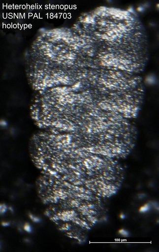 Heterohelix stenopus Masters, 1976