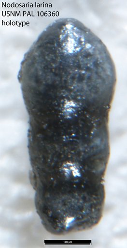 Nodosaria larina Tappan, 1951