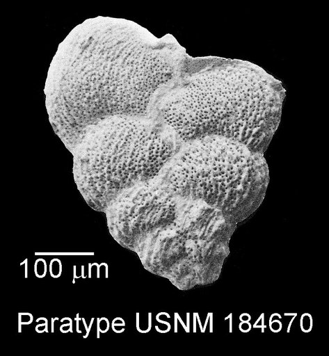 Heterohelix sphenoides Masters, 1976