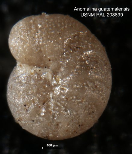 Anomalina guatemalensis Bermudez, 1963