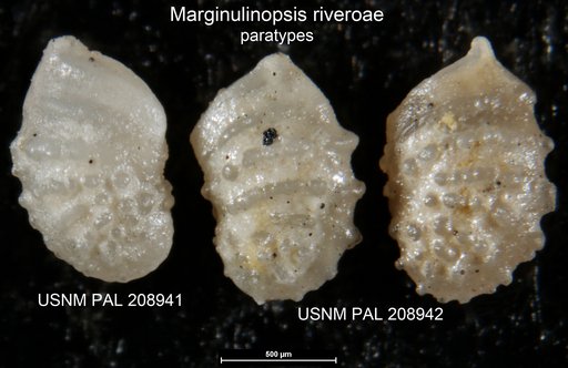 Marginulinopsis riveroae Bermúdez, 1963