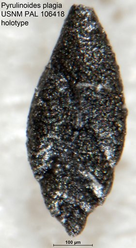 Pyrulinoides plagia Tappan, 1951