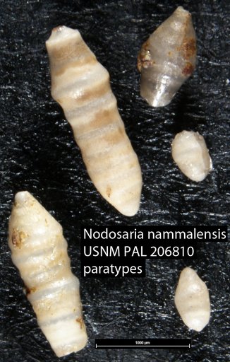 Nodosaria nammalensis Haque, 1956