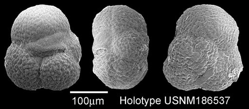 Globigerina cryophila Herman, 1980