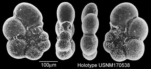 Globigerinelloides rosebudensis Smith & Pessagno, 1973