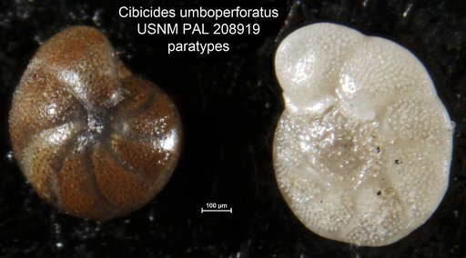 Cibicides umboperforatus Bermúdez, 1963