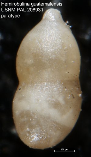 Hemirobulina guatemalensis Bermúdez, 1963