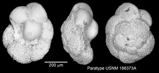 Praeglobotruncana hilalensis Barr, 1972