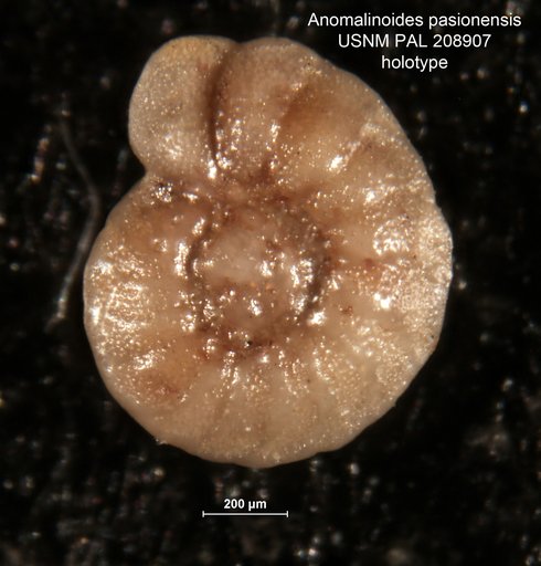 Anomalinoides pasionensis Bermúdez, 1963