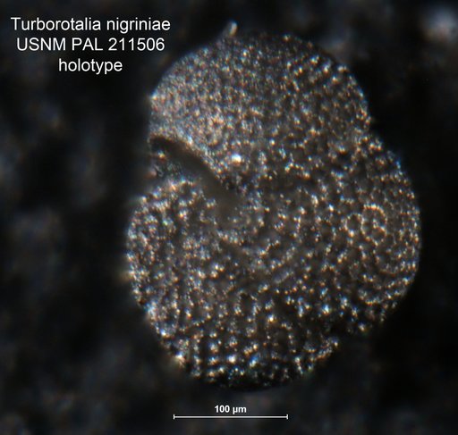 Turborotalia (Turborotalia) nigriniae Fleisher, 1974