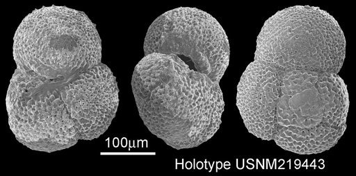 Globorotalia (Turborotalia) incisa Brönnimann & Resig, 1971
