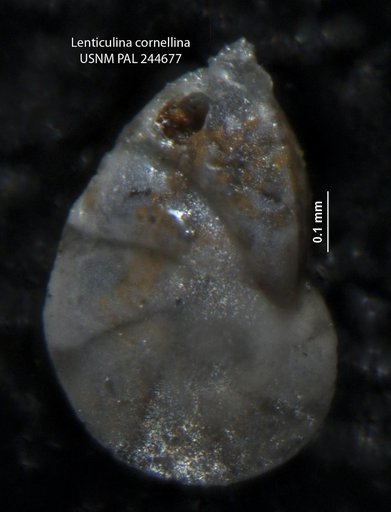 Lenticulina cornellina Cole & Gillespie, 1930