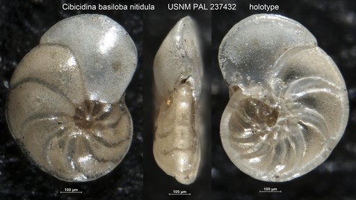 Cibicidina basiloba nitidula Bandy, 1949