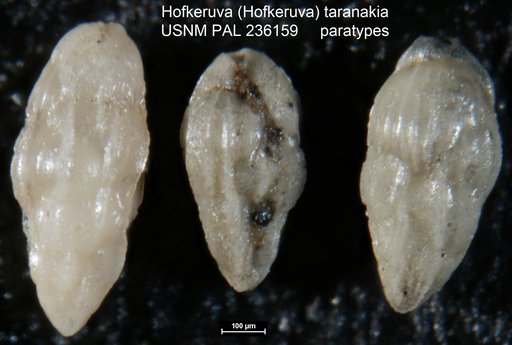 Hofkeruva (Hofkeruva) taranakia Vella, 1961
