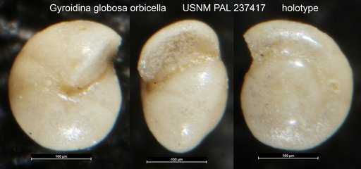 Gyroidina globosa orbicella Bandy, 1951