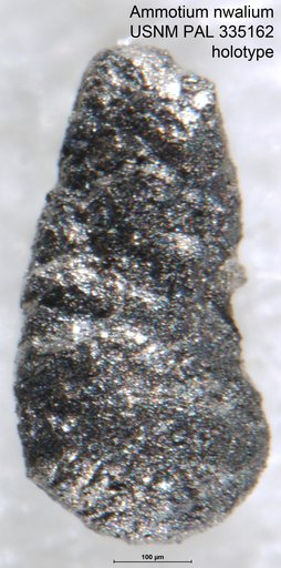 Ammotium nwalium Petters, 1982