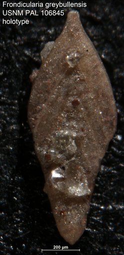 Frondicularia greybullensis Fox, 1954