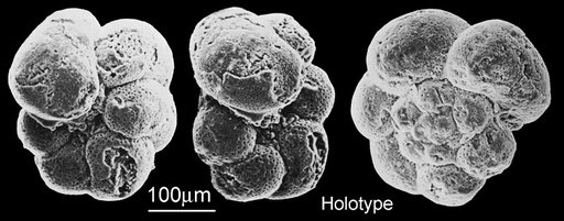 Hedbergella implicata Michael, 1972