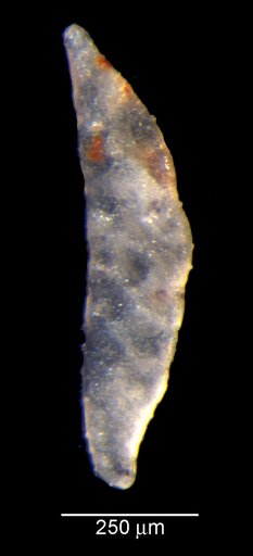 Vaginulina mecyna Loeblich & Tappan, 1950