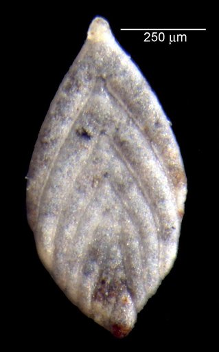 Citharinella compara Loeblich & Tappan, 1950