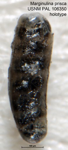 Marginulina prisca Tappan, 1951
