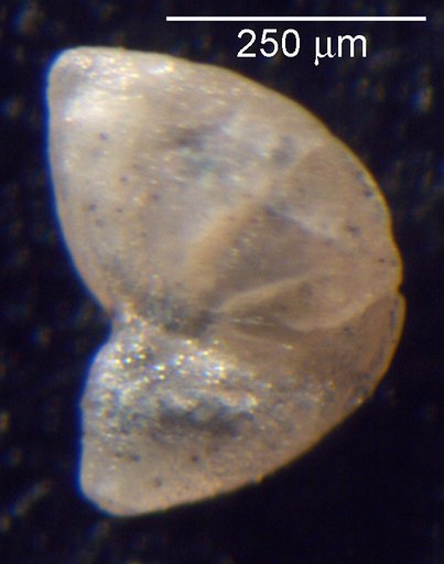 Astacolus ectypus Loeblich & Tappan, 1950