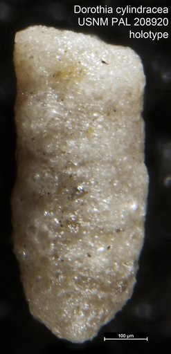 Dorothia cylindracea Bermúdez, 1963