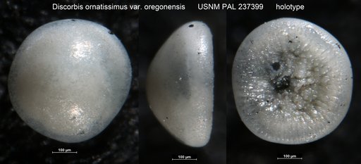 Discorbis ornatissimus oregonensis Bandy, 1950