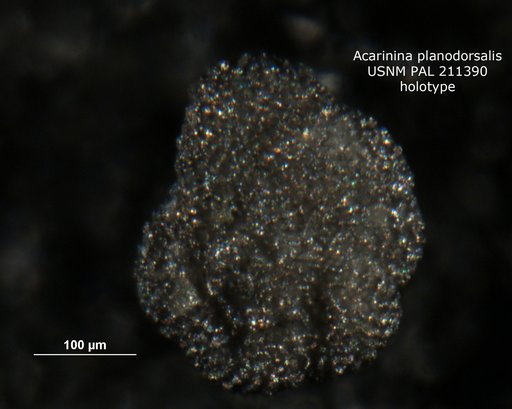 Acarinina planodorsalis Fleisher, 1974
