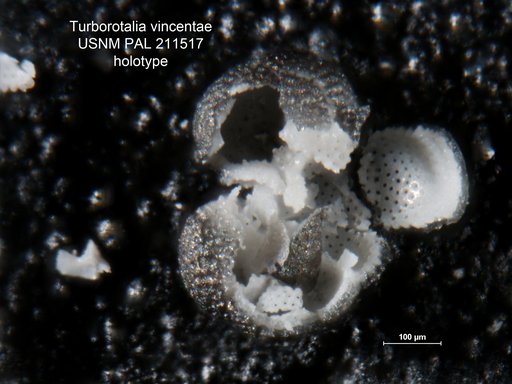 Turborotalia (Turborotalia) vincentae Fleisher, 1974